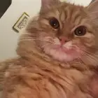 قطه شيرازي للتزاوج