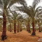 عمال نخل