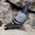 حمام سوادي للبيع الجوز 15طرح يومي حسب الطلب