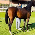 ايواء تدريب عسف ركوب جمال