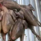 20 جوز حمام بلدي او هندي