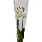 الخبر الثقبه