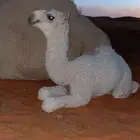 فحل باتلي كفو للبيع عاجل