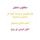 مطلوب جرو كلب للبيع او التبني مدينة ابها خميس مشيط