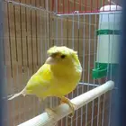 طير كناري
