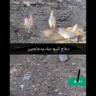 دجاج كفو