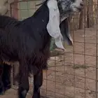 تيس عارضي معرف