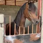 مهر للبيع جاهز للعسف ثلاث سنين ونص