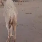 بكره لبانيه
