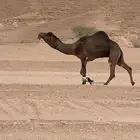 بعير مجهم للبيع منتج