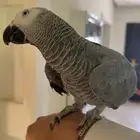 كاسكو مفقود حي الياسمين ببغاء