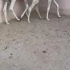 حشو