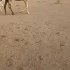 لقحه علي جمل باتلي للبيع