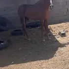 حصان شعبي