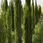 سرو إيطالي