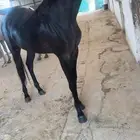 مهره واهو فخمه