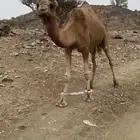 للبيع ناقه لقحه