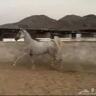 فرس شعبيه تحتها مهره