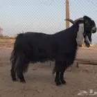 بيع الله يبارك له فحل عارضي
