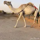 خفوت كفو