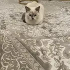 قطة شيرازية