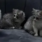 قطتين   صغيرة انثى