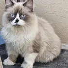 قط هملايا بيور