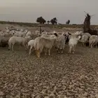 غنم حريات