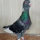 حمام شامي