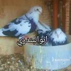 حمام قطيفي