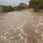 نخل