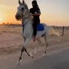 حصان عربي فرنسي جزيري