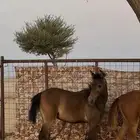 مهر شعبي