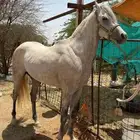 حصان شعبي