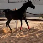 مهره واهو ( تم البيع )