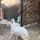 طليان حريه طيبه العمر من 5-6 شهور الموقع ديراب