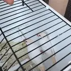 2 حبتين اناثي جاوه اغات فاون منتجين