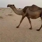 للبيع عشرا شعلا تحتها بكره