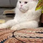 بسه للبيع انثى