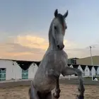 حصان شعبي كفوو
