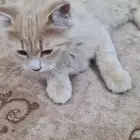 قطط صغيره للتبني