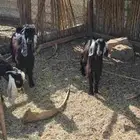 تيوس جذعان سمان