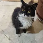 قطة للتبني انثى 6 اشهر