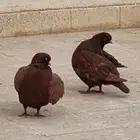 جوز حمام كنج للبيع او البدل