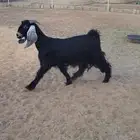 عارضيه رباع طيبه