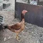 طقم دجاج بشاير باكستاني