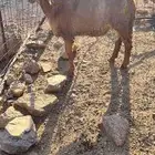 طلي سواكن حمري