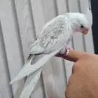 كروان هولندي (((تم البيع)))