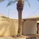 نخله برحيه (( مجانا ))...