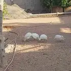 دجاج حبش ابيض ورمادي